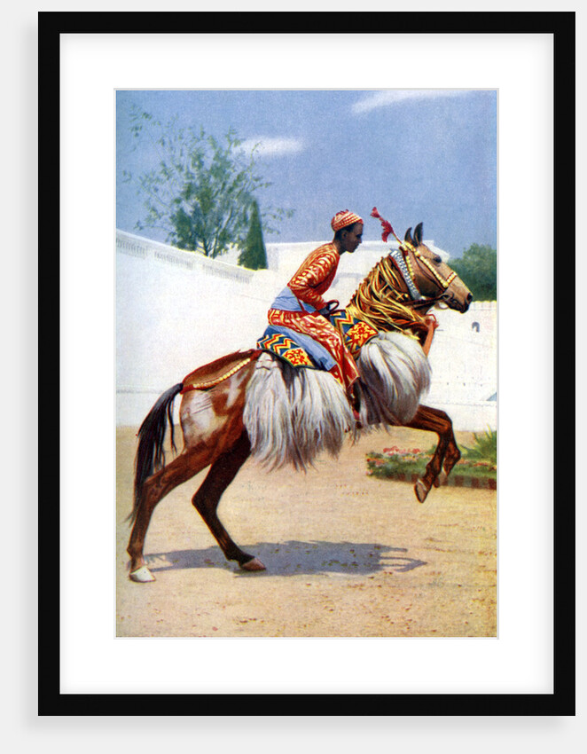 An Arab dancing horse, Udaipur, India by Herbert Ponting