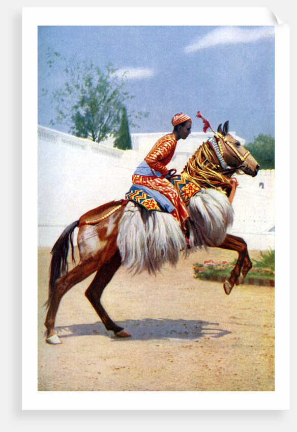 An Arab dancing horse, Udaipur, India by Herbert Ponting