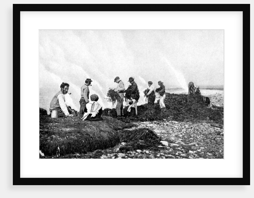 Burning seaweed for kelp, Aran Islands, Ireland by AW Cutler