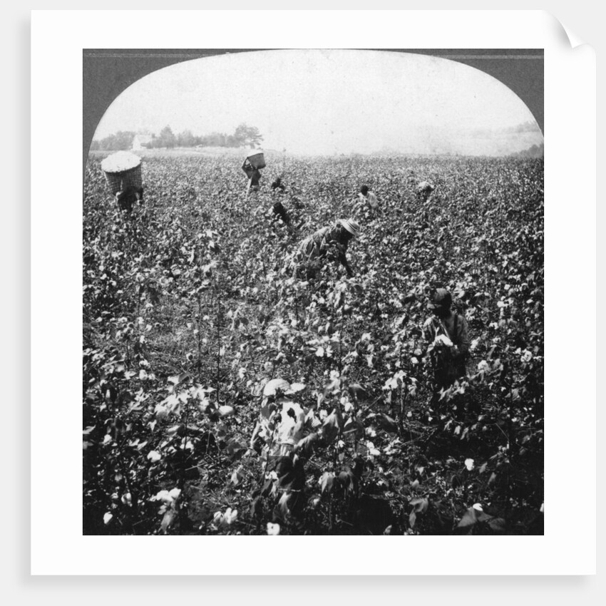 A cotton plantation, Rome, Georgia, USA by BL Singley
