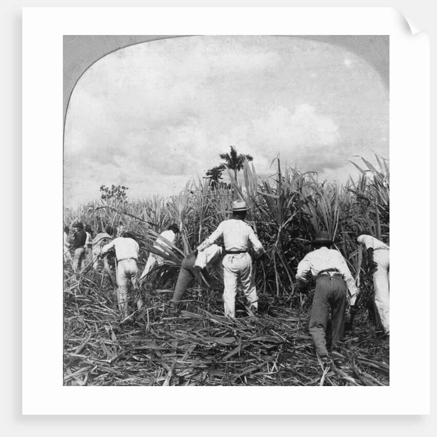 Harvesting sugar cane, Rio Pedro, Porto Rico by BL Singley