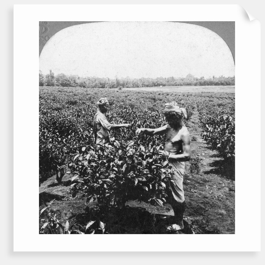A tea plantation, Java, Indonesia by CH Graves
