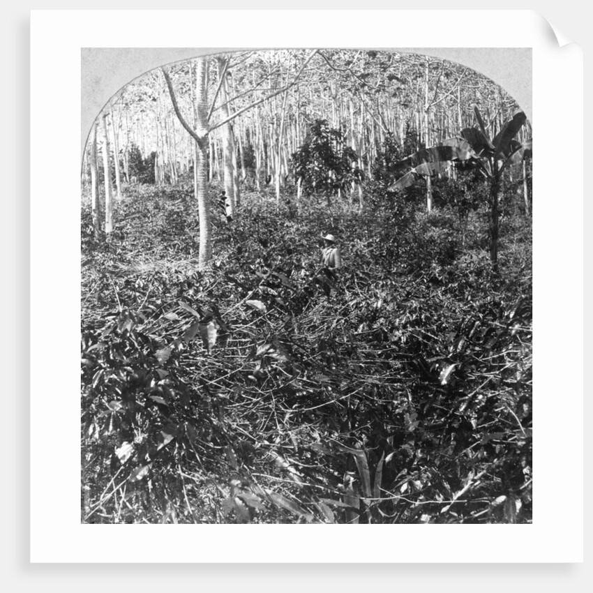 A coffee plantation, Jamaica by CH Graves