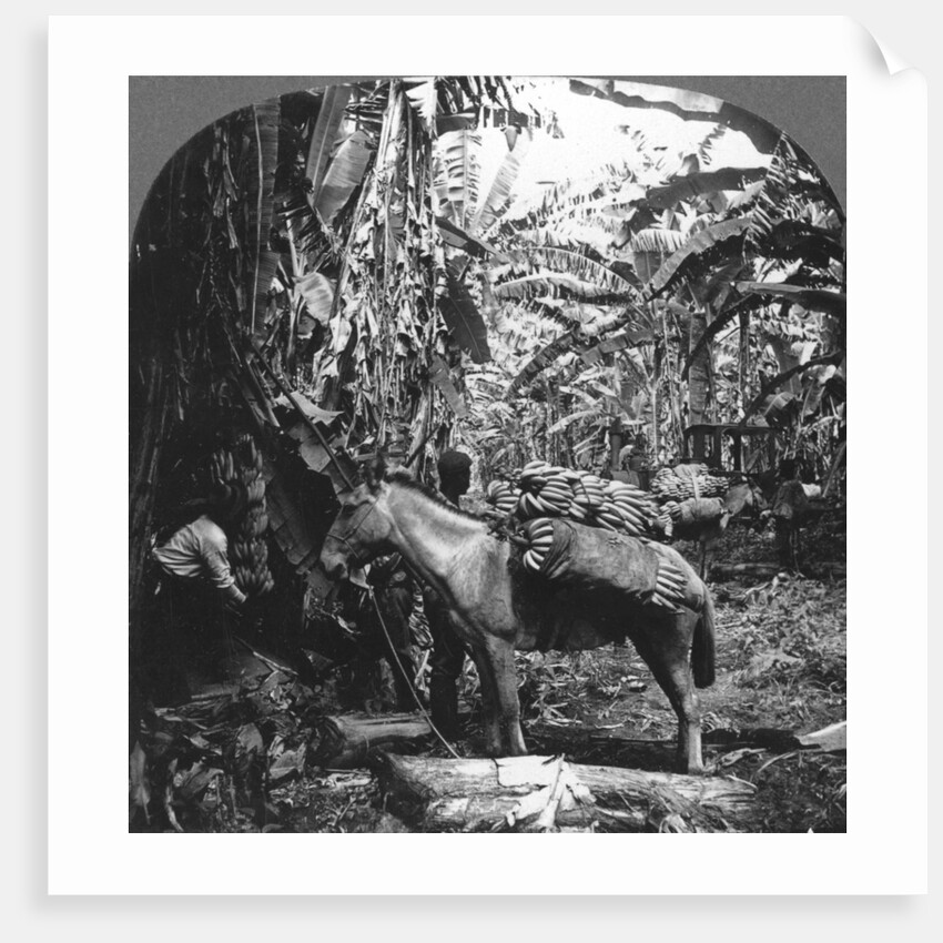 Harvesting bananas, Costa Rica by Anonymous