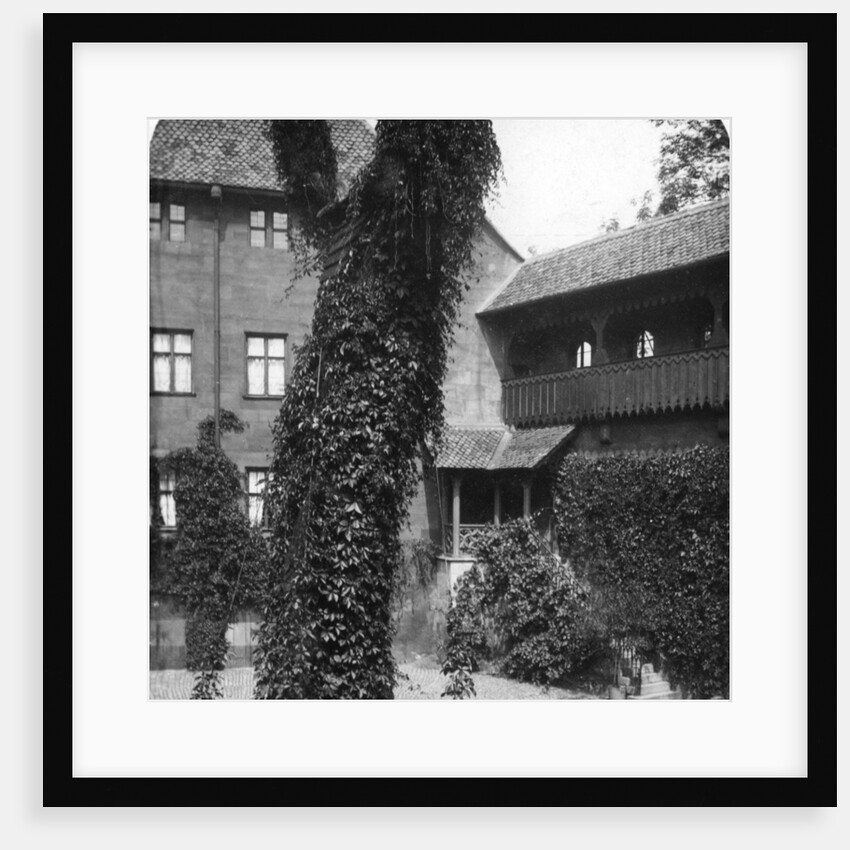 Lime tree in a courtyard, Nuremberg, Bavaria, Germany by Wurthle & Sons