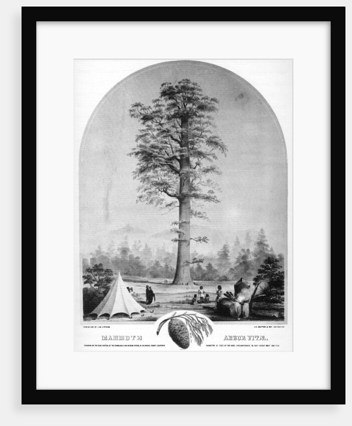 A tall tree, California, USA by Britton & Rey