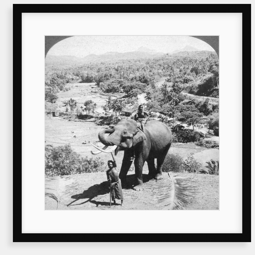 An elephant and its keeper, Sri Lanka by Underwood & Underwood