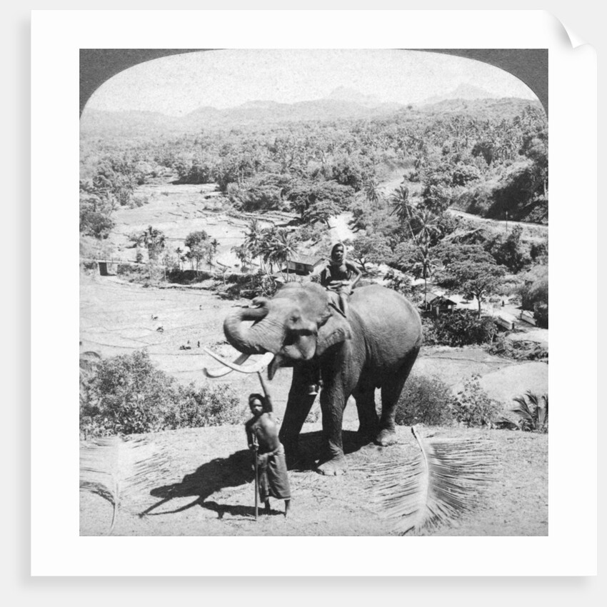 An elephant and its keeper, Sri Lanka by Underwood & Underwood