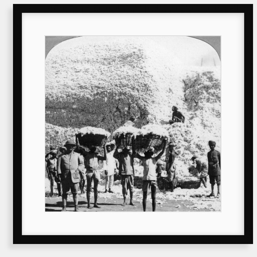 Men carrying baskets of cotton at an Indore cotton mill, India by Anonymous