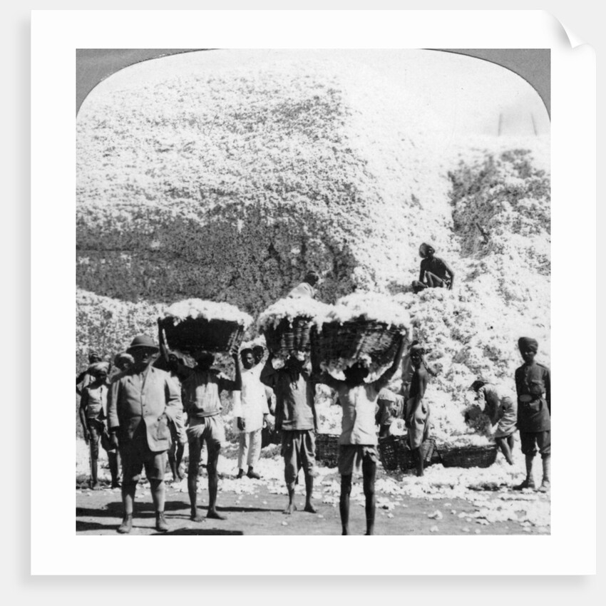 Men carrying baskets of cotton at an Indore cotton mill, India by Anonymous