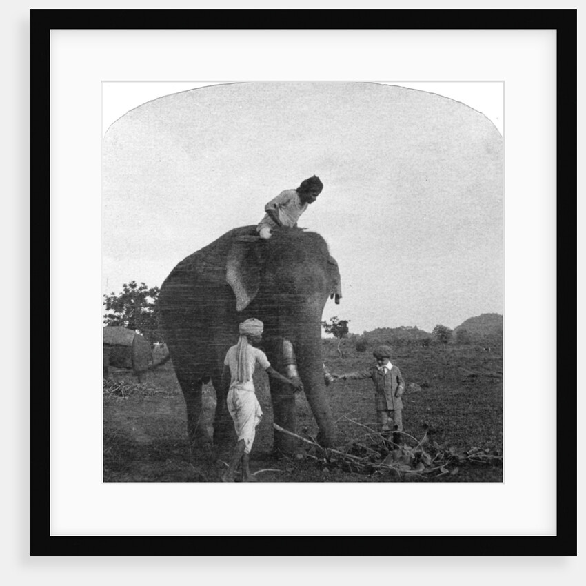 Master Ekbal feeding an elephant, India by Anonymous