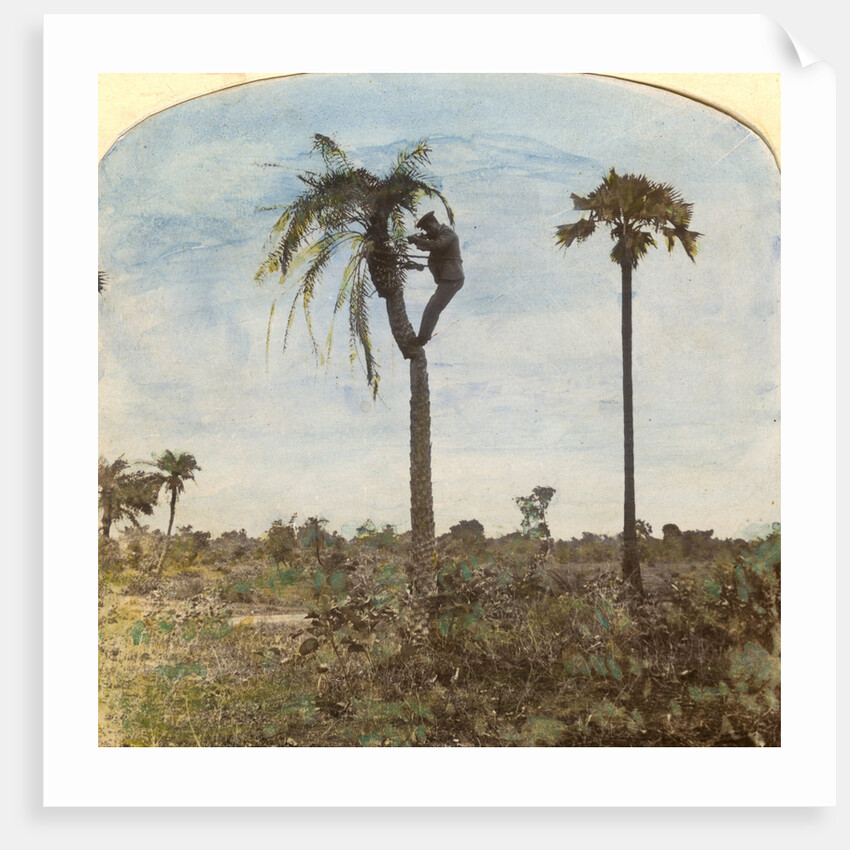 Captain Osman shooting from a tree with the aid of straps, India by Anonymous