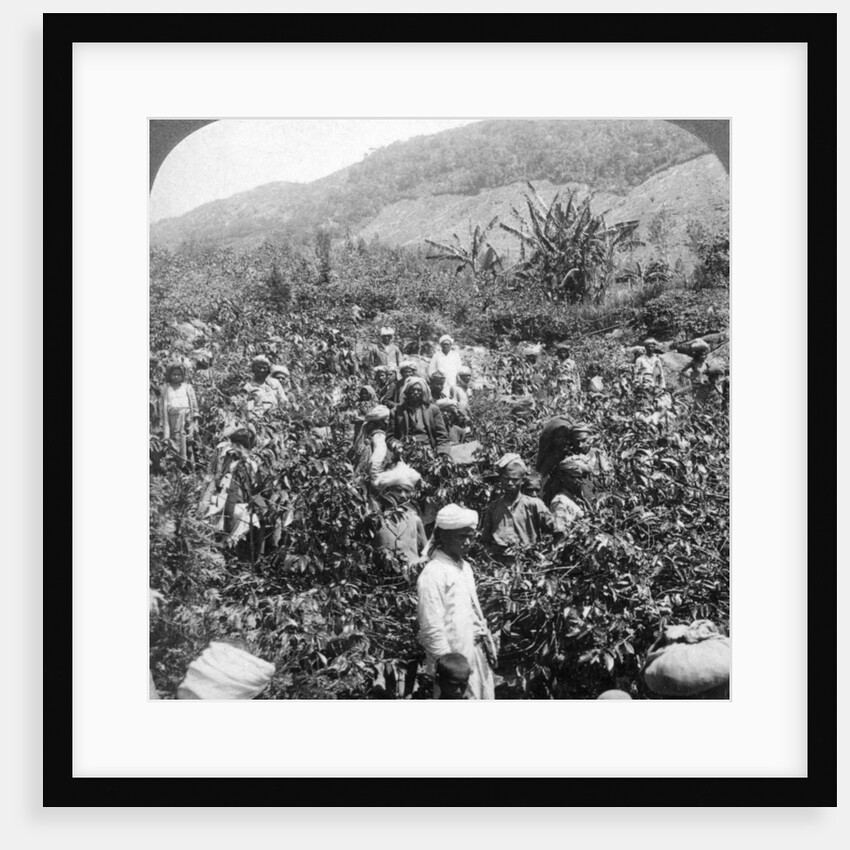 Coffee picking on Sir Thomas Lipton's estate, Dambutenne, Sri Lanka by Underwood & Underwood