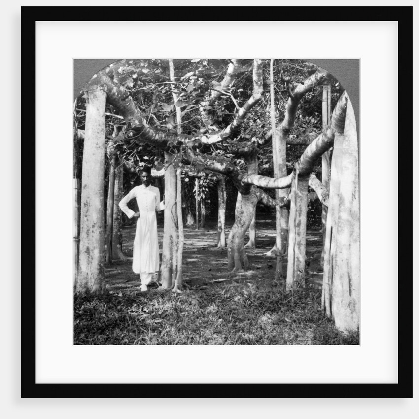Among the roots of a banyan tree, Calcutta, India by Underwood & Underwood