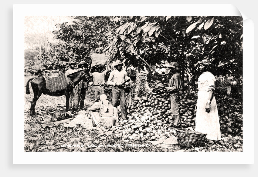 Opening cocoa pods, Trinidad, Trinidad and Tobago by Strong