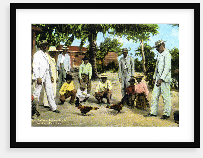 A cock fight, Puerto Rico by Anonymous