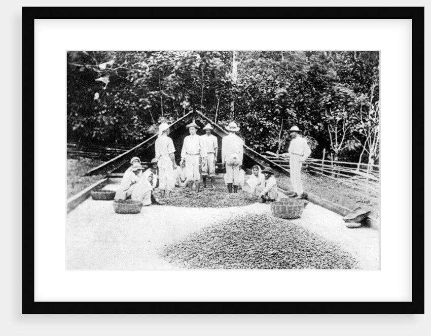 Drying cocoa, Trinidad by Anonymous