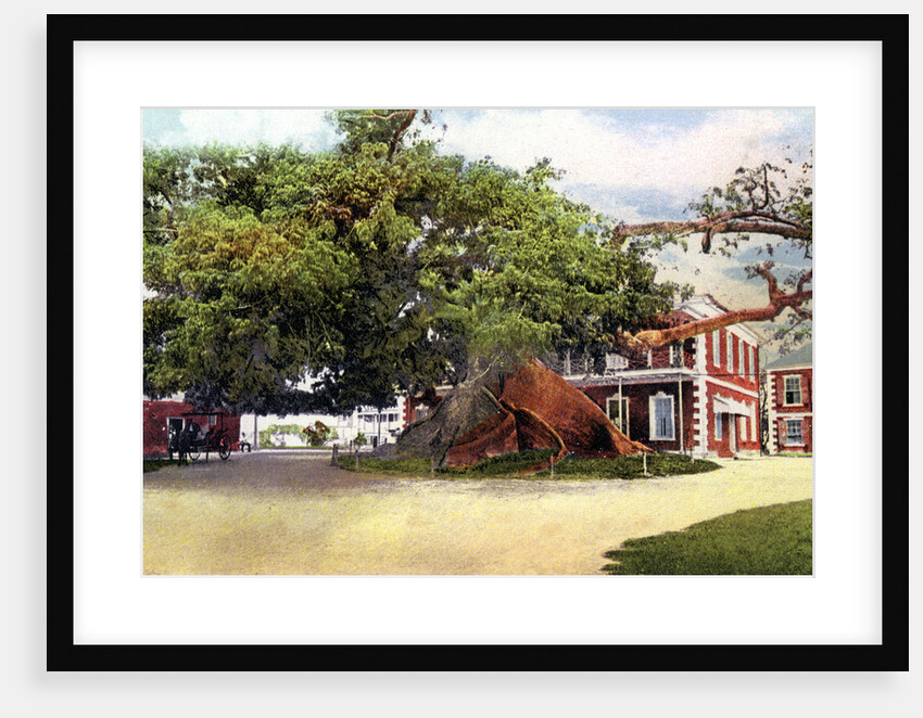 Silk Cotton Tree, Nassau, New Providence, Bahamas by Anonymous