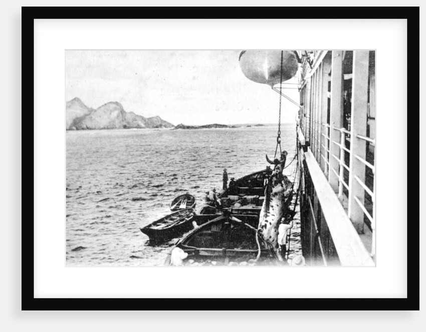 Winching a cow onto a boat off the coast of Chile by Anonymous