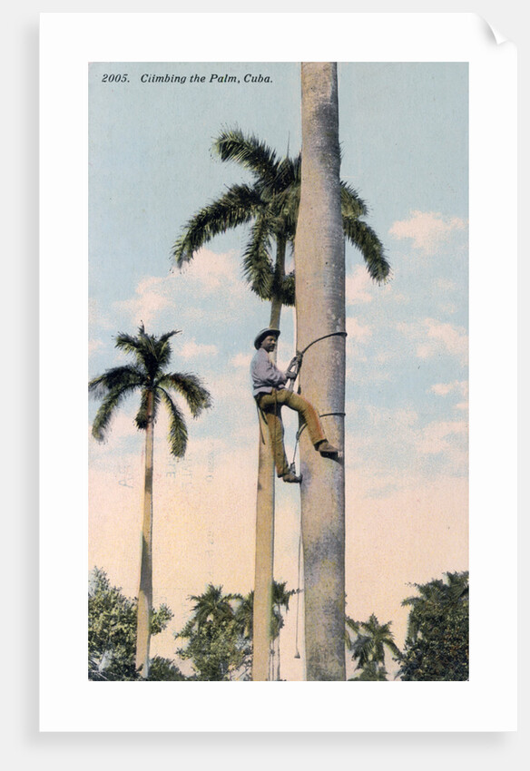 A man climbing a palm tree, Cuba by Anonymous
