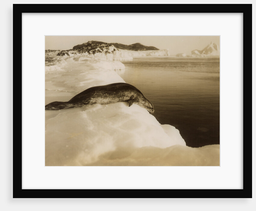 A weddell seal about to dive at West Beach, Cape Evans, Antarctica by Herbert Ponting