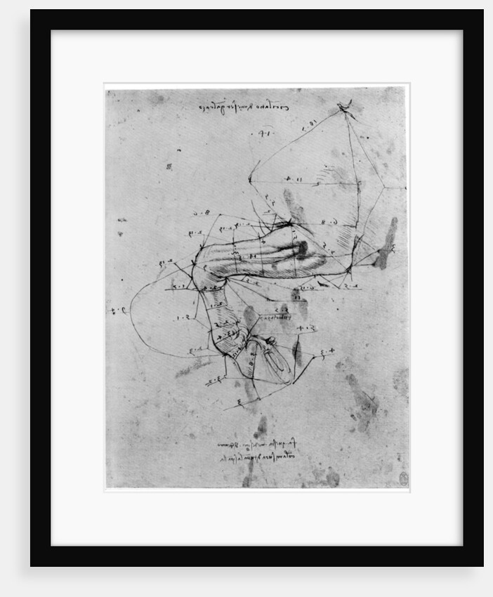 Study in proportion of a horse's leg by Leonardo Da Vinci