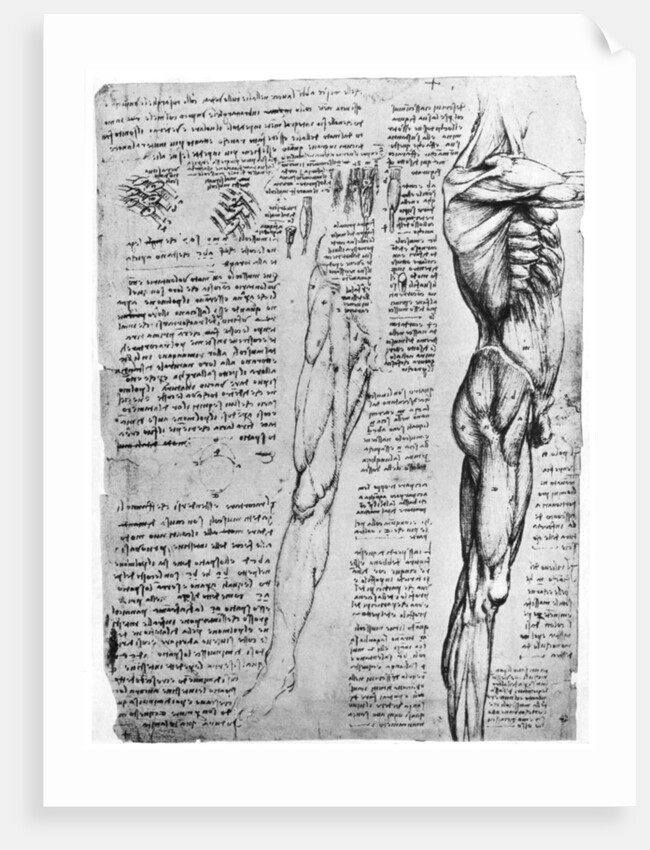 Muscle studies by Leonardo Da Vinci