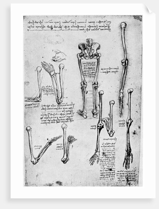 Study of human bones by Leonardo Da Vinci