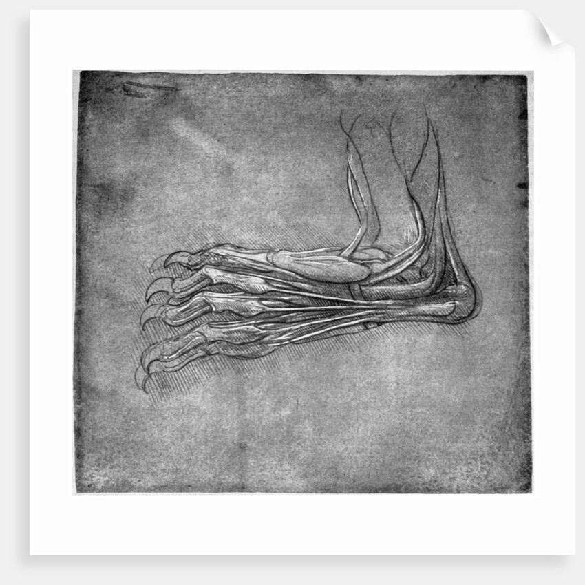 Muscles and sinews in a foot, possibly of a hare by Leonardo Da Vinci