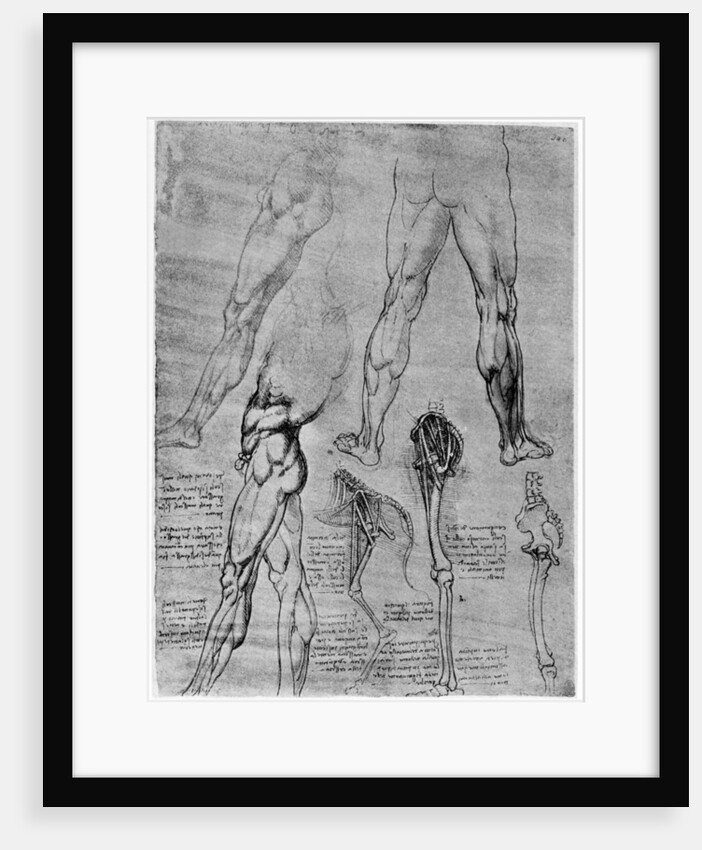 Studies in comparative anatomy by Leonardo Da Vinci