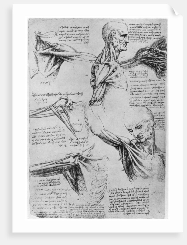 Study of shoulder joints by Leonardo Da Vinci