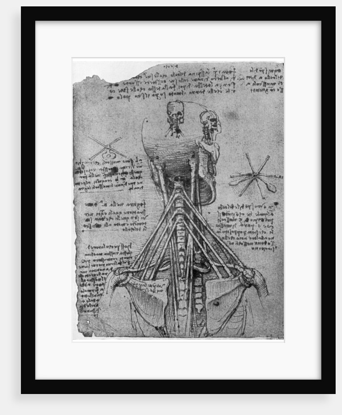 Rear view of a skeleton showing the sinews of the neck by Leonardo Da Vinci