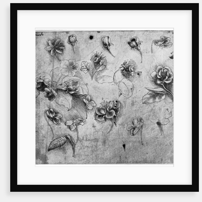 Study of flowers by Leonardo Da Vinci
