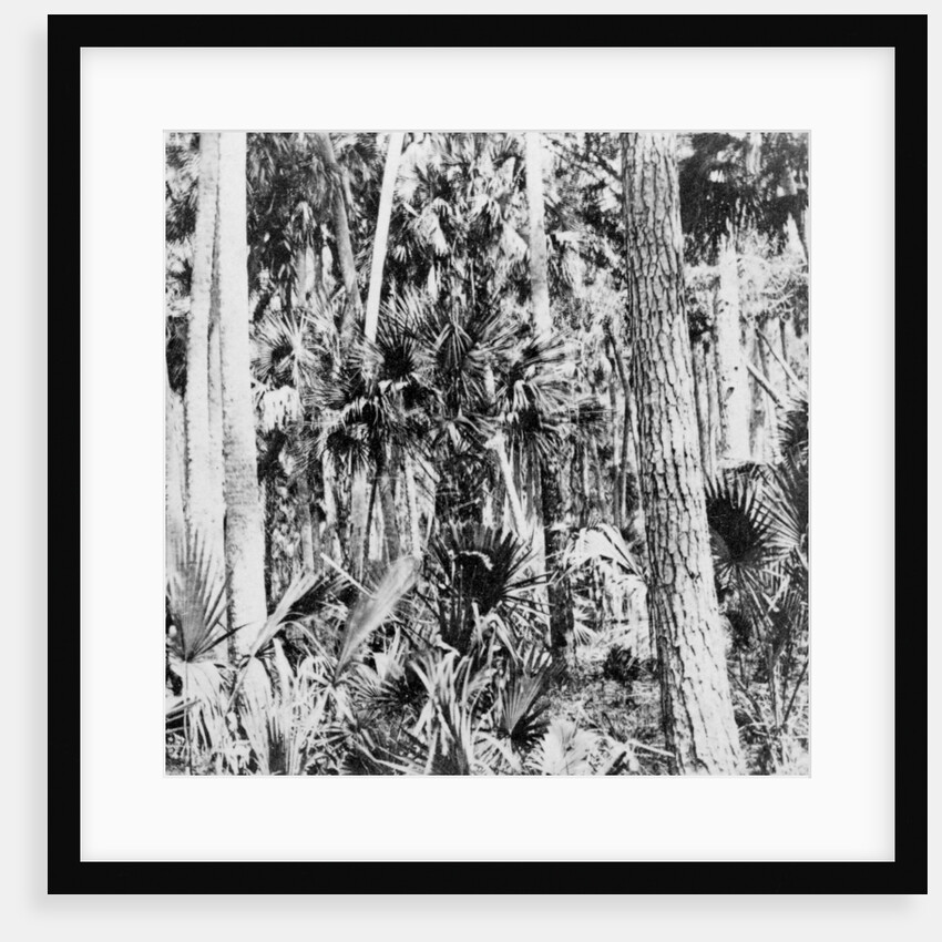 In the jungle, India by Anonymous