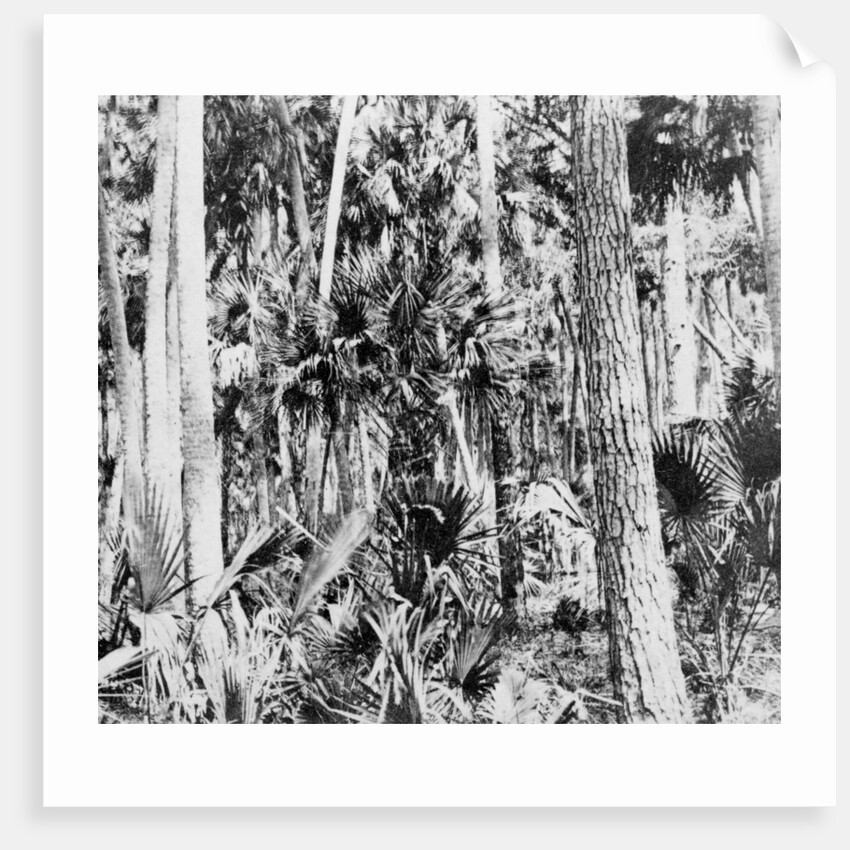 In the jungle, India by Anonymous