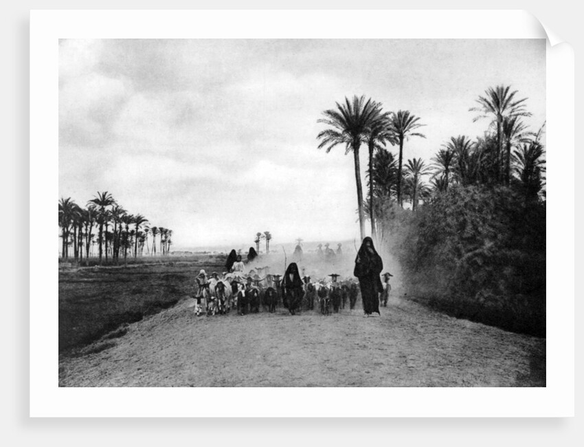 Shepherding sheep near Cairo, Egypt by Anonymous