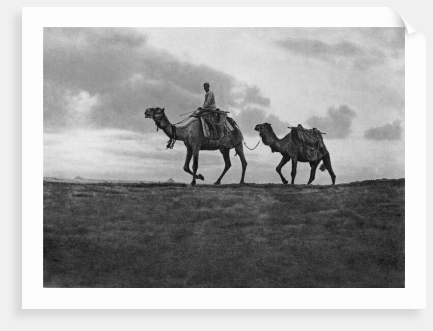 Camels in the desert outside Cairo, Egypt by Anonymous