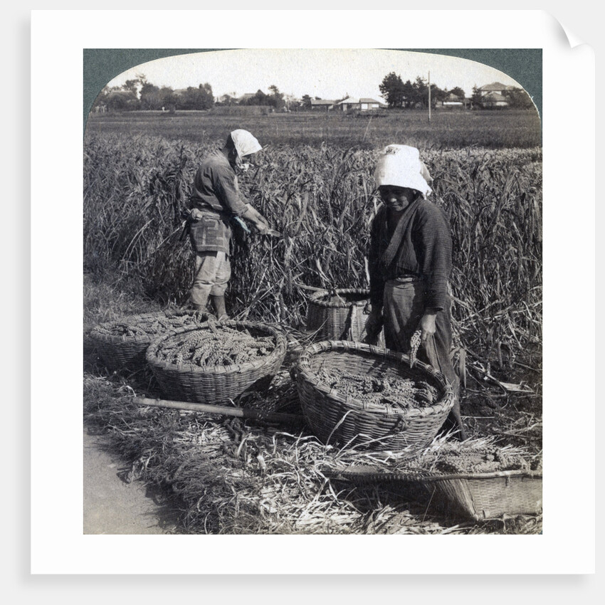 Peasants cutting millet, near Yokohama, Japan by Underwood & Underwood