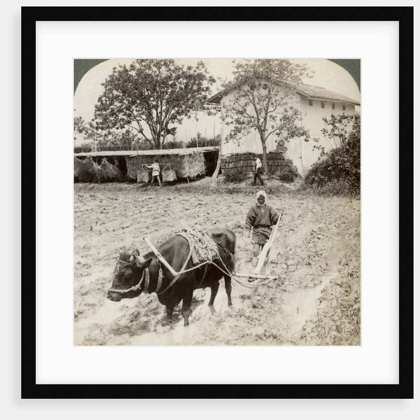 Ploughing flooded ground for rice planting, north of the main road at Uji, near Kyoto, Japan by Underwood & Underwood