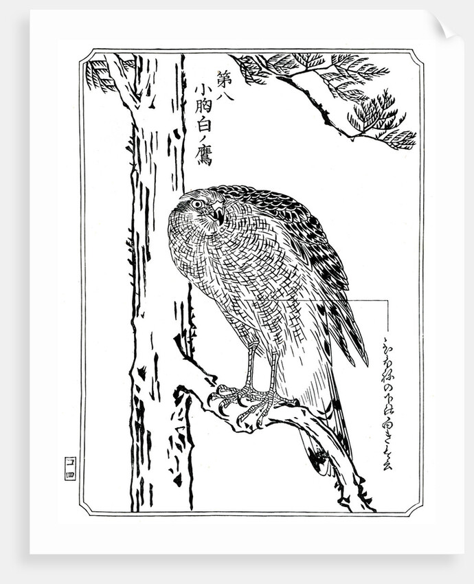 A hawk by Kawanabe Kyôsai