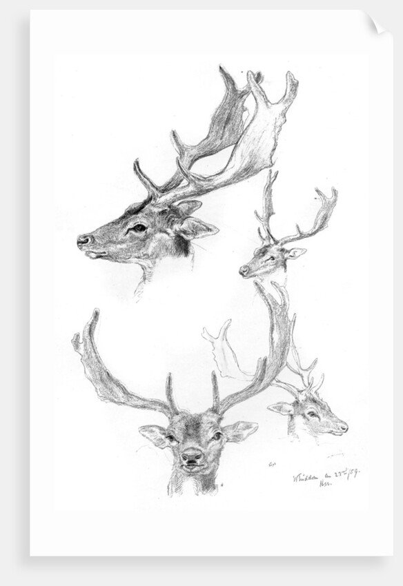 Stags' heads by Henry Moore