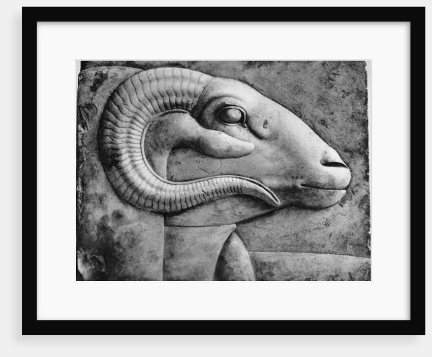 A ram's head, Egypt by Anonymous