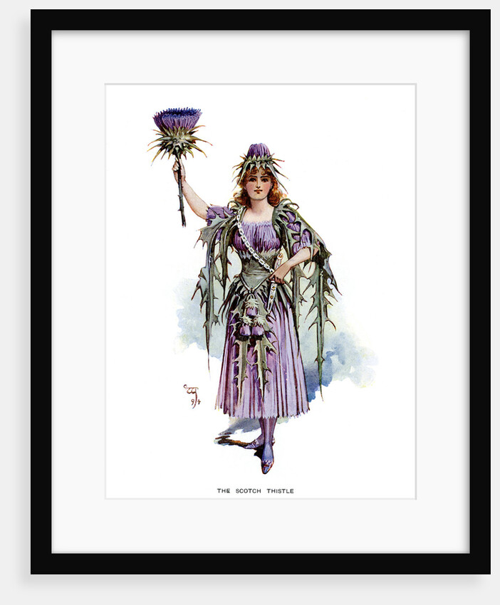 The Scotch Thistle by Anonymous