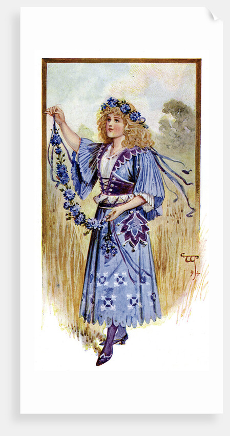 The Cornflower by Anonymous