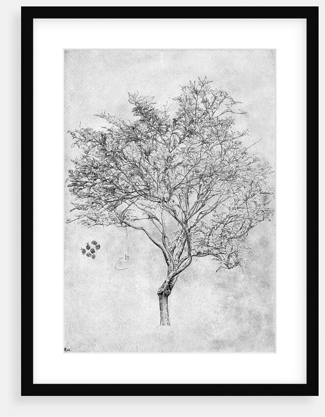 Study of a lemon tree by Anonymous