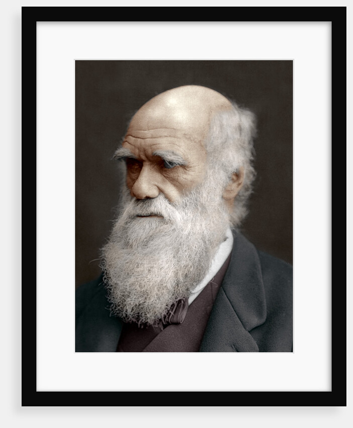 Charles Darwin, British naturalist by Anonymous