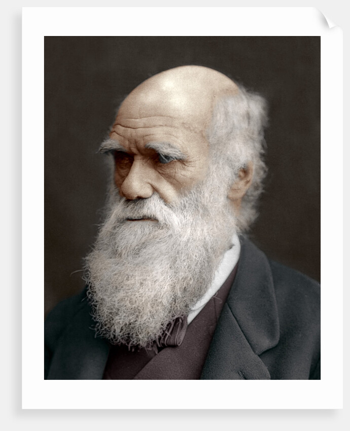Charles Darwin, British naturalist by Anonymous