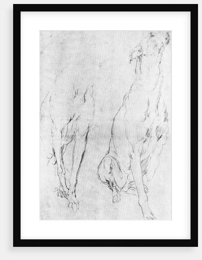 Study for the greyhound in the portrait of the Duke of Richmond by Anonymous