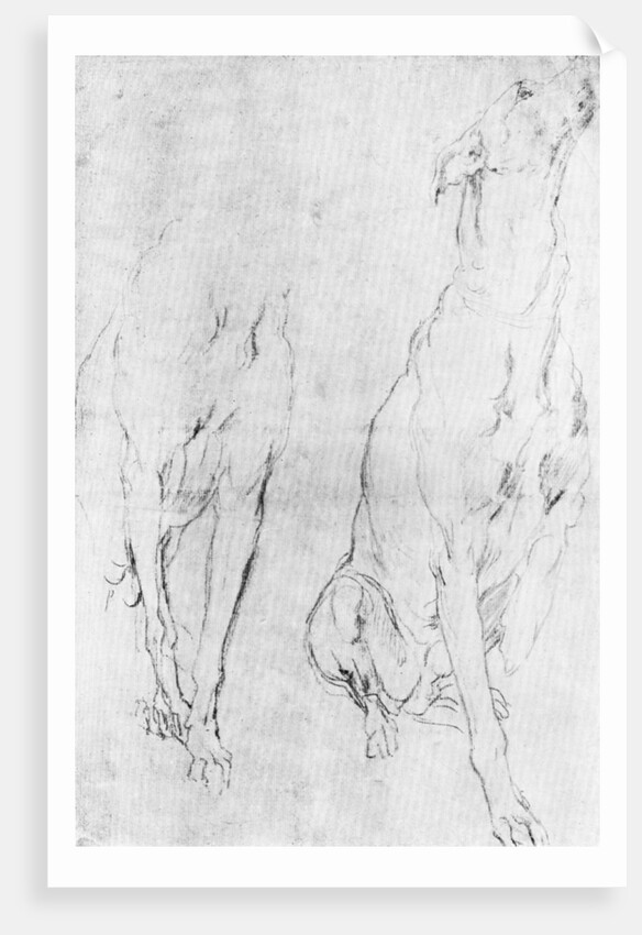 Study for the greyhound in the portrait of the Duke of Richmond by Anonymous