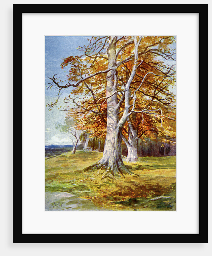 Beech Tree, Autumn by Anonymous